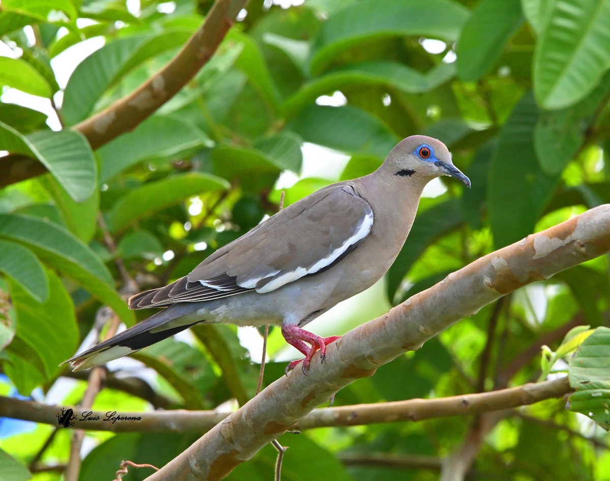 White-winged Dove - ML643779041