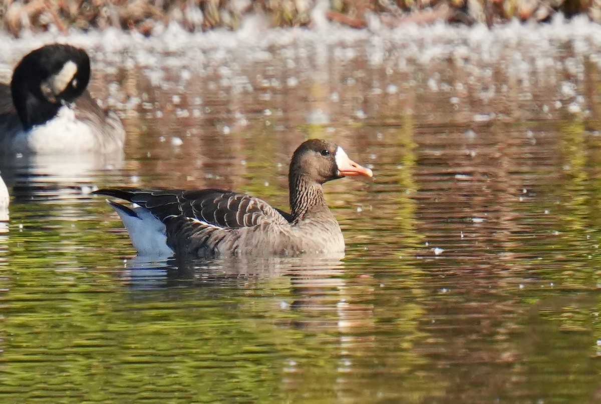 Greater White-fronted Goose - ML643779042
