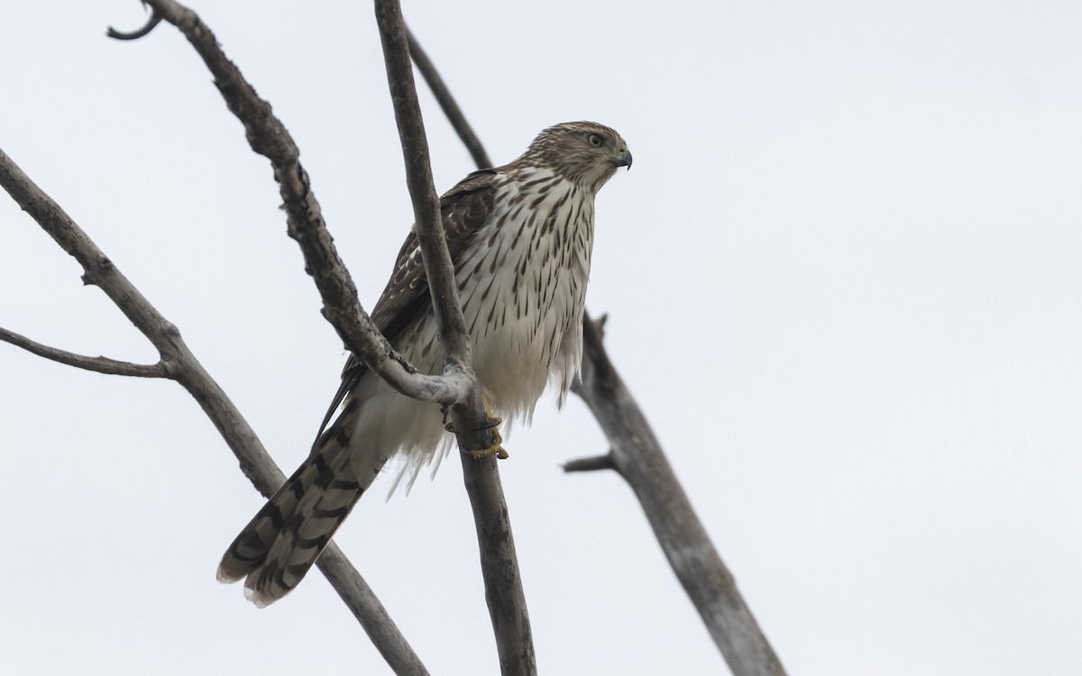 Cooper's Hawk - ML643779081