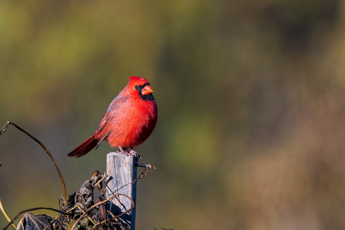 Northern Cardinal - ML643779099