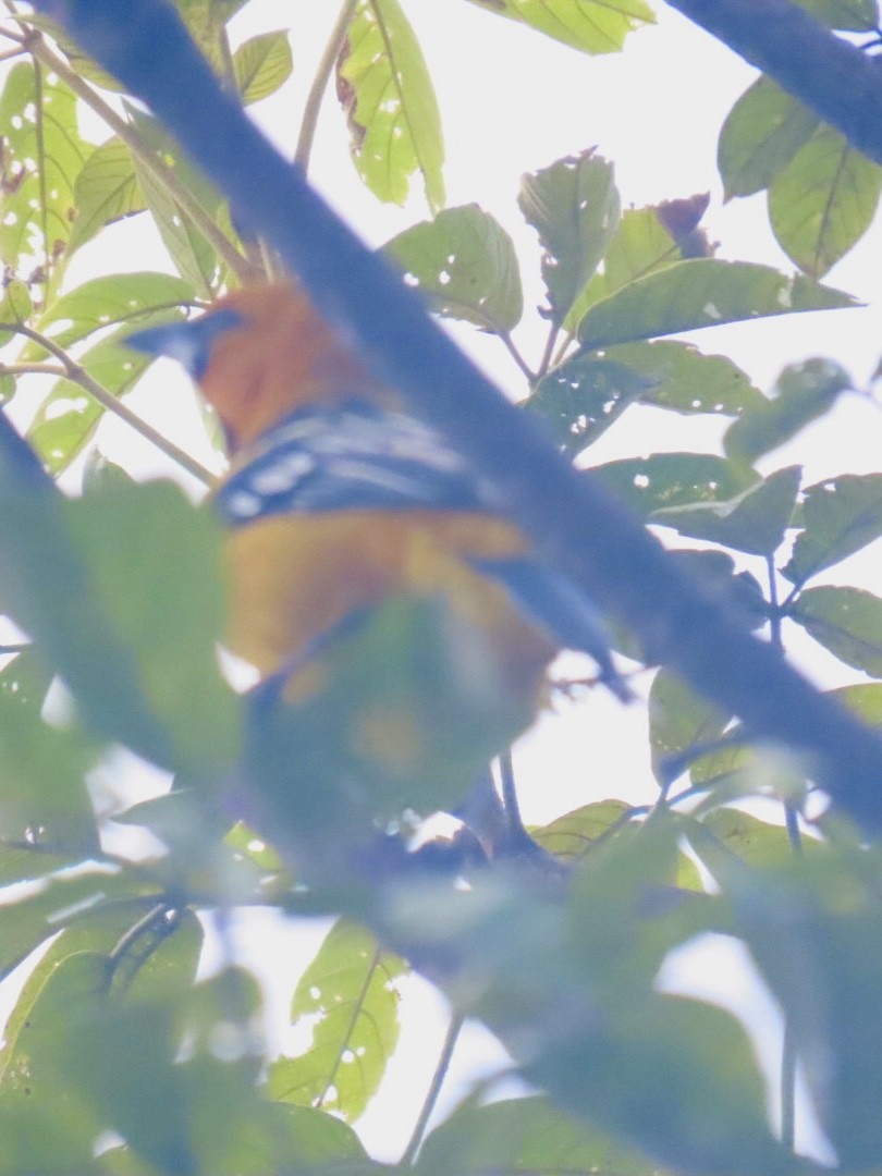 Streak-backed Oriole - ML643779100
