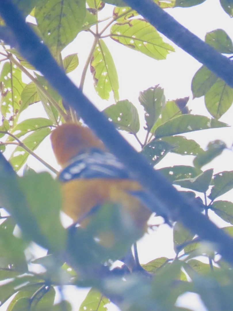 Streak-backed Oriole - ML643779101