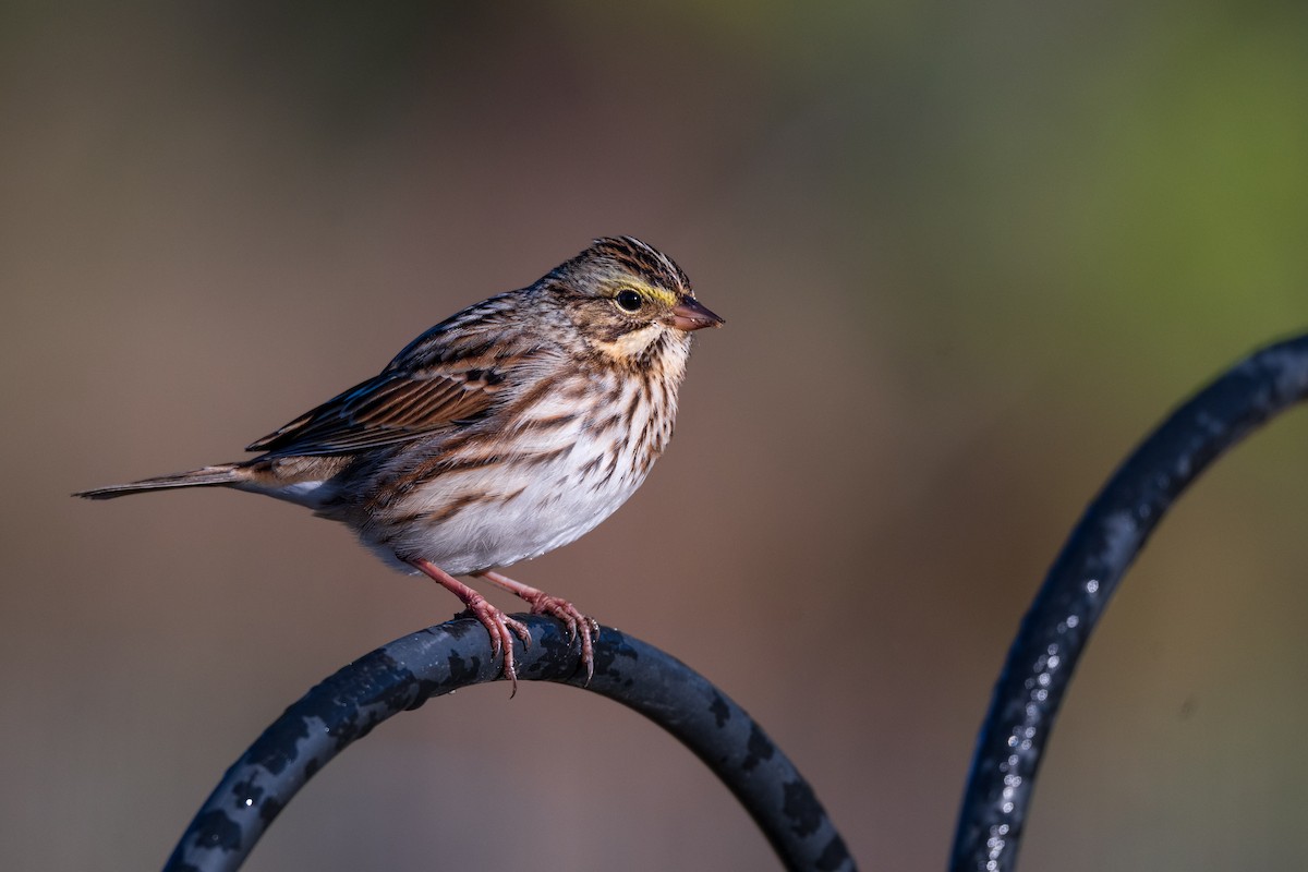 Savannah Sparrow - ML643779109