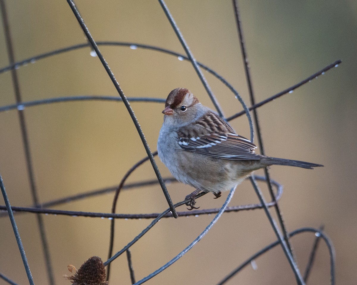 White-crowned Sparrow - ML643779112