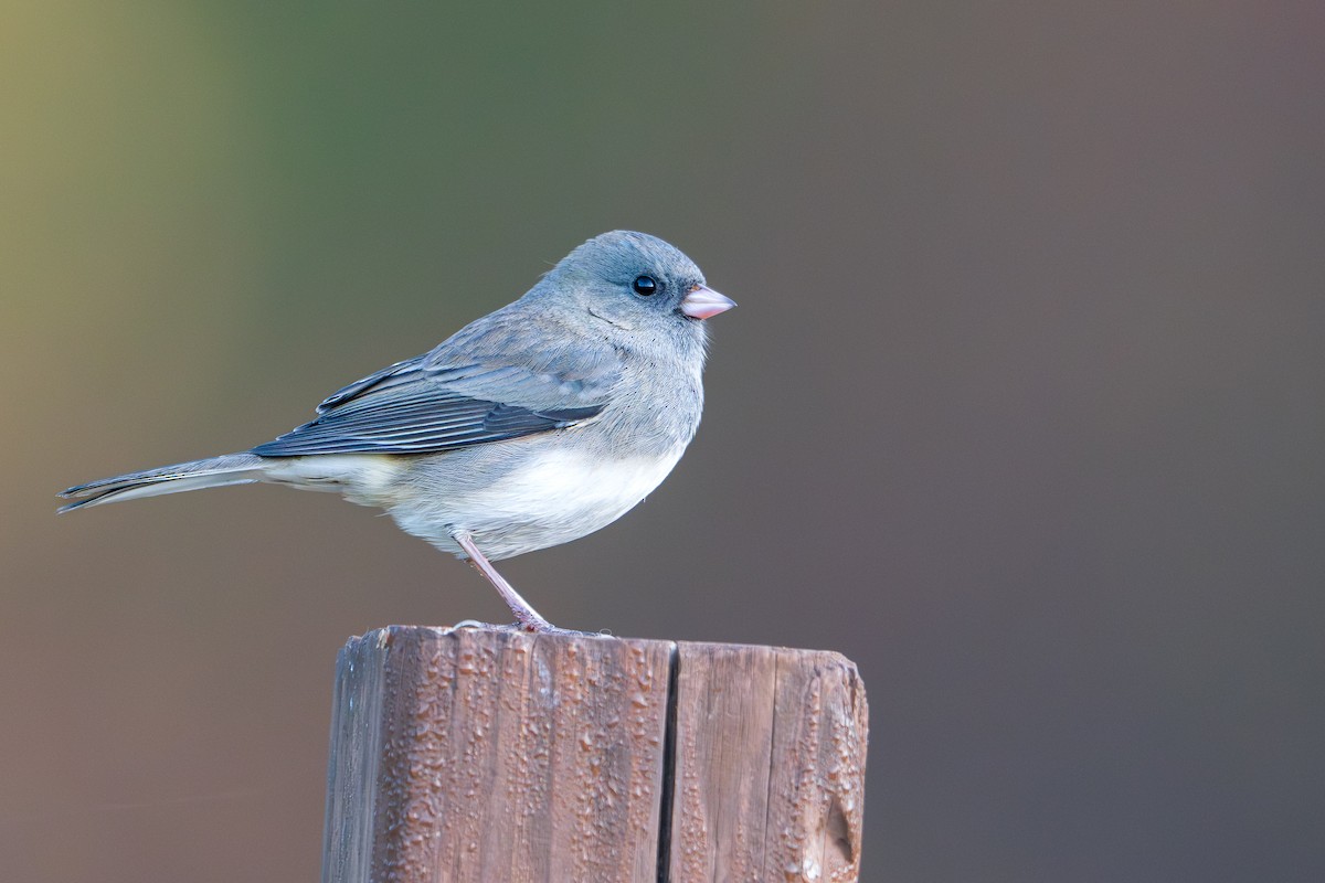 Dark-eyed Junco - ML643779120