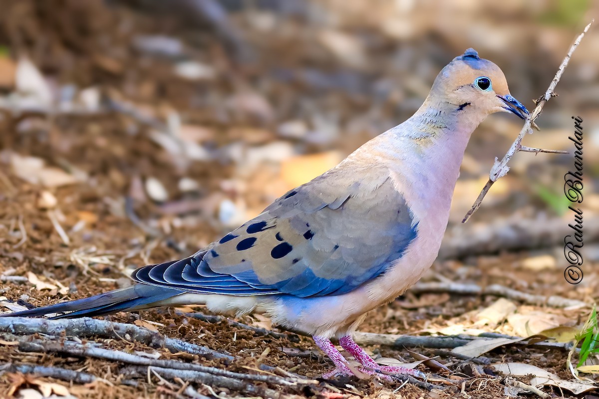 Mourning Dove - ML643779126