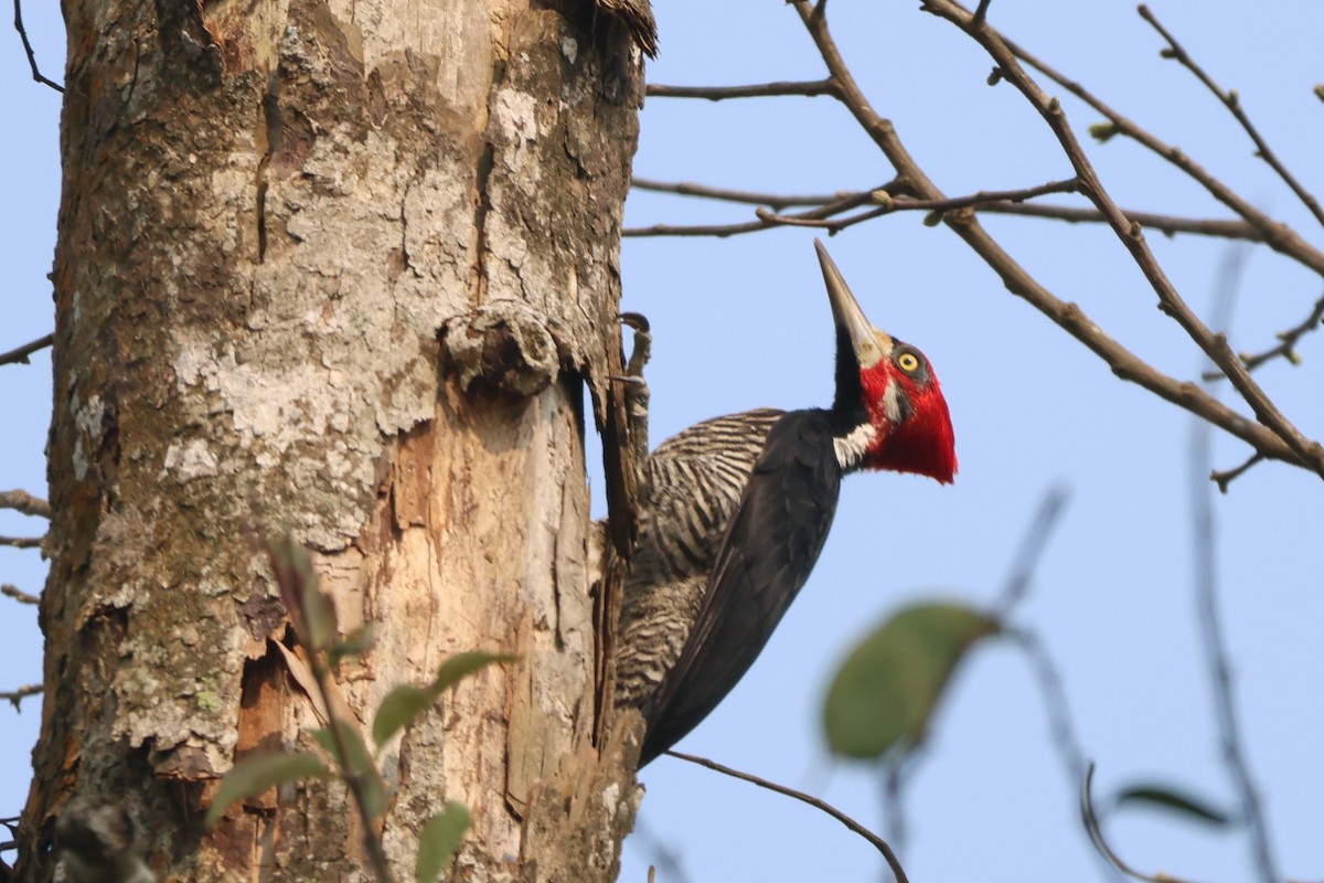 Lineated Woodpecker - ML643779127
