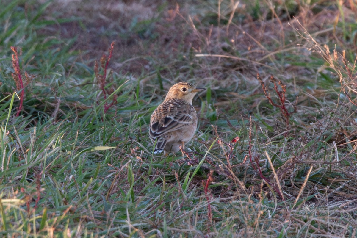 Sprague's Pipit - ML643779141