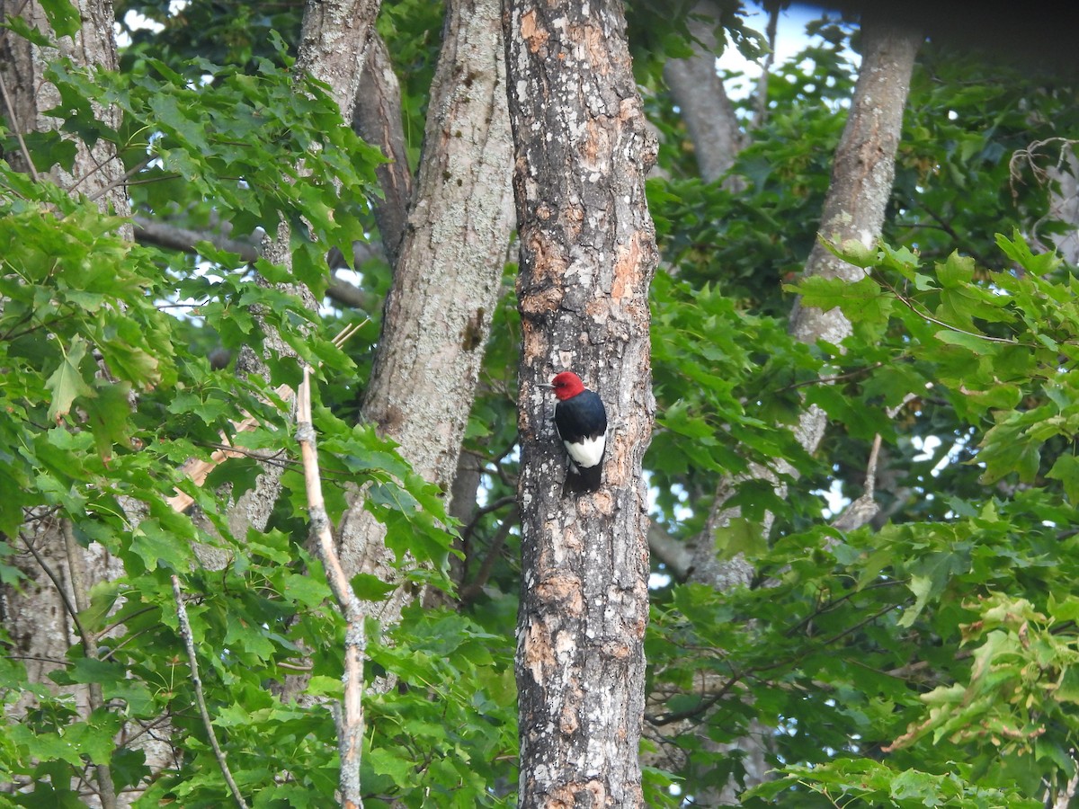 Red-headed Woodpecker - ML643779146