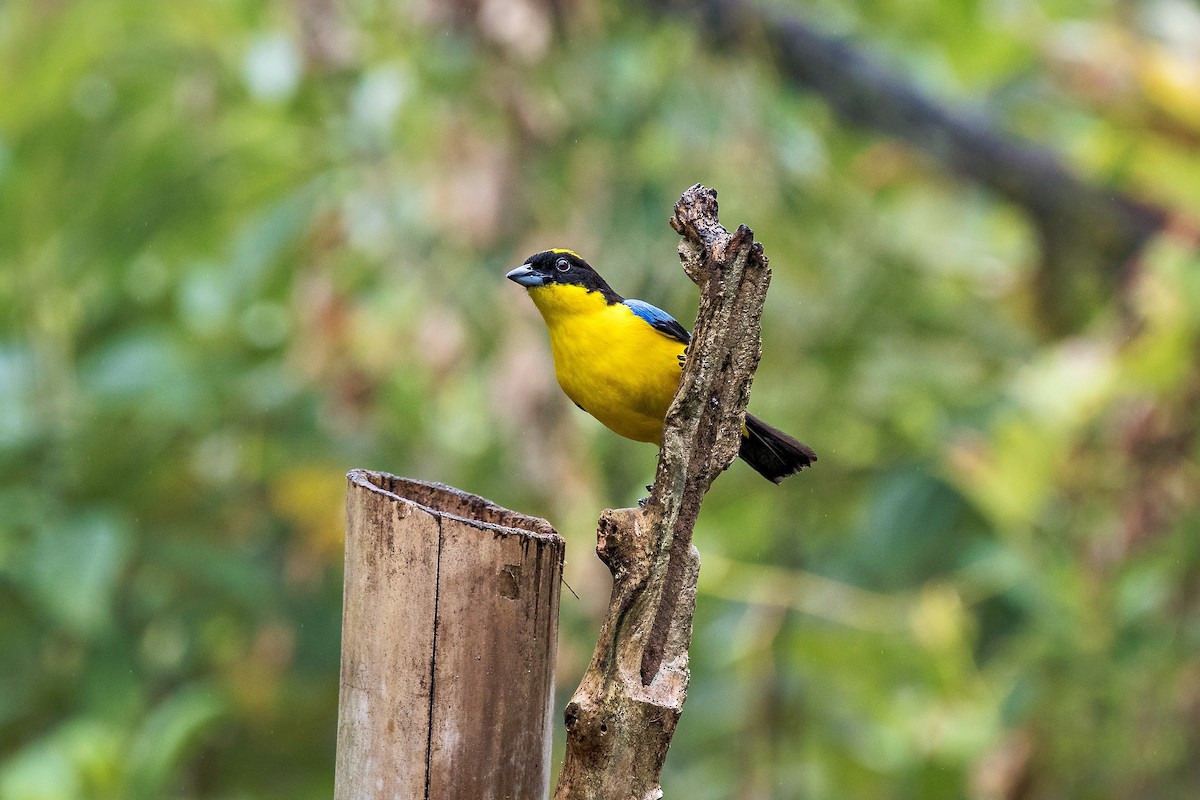 Blue-winged Mountain Tanager - ML643779148