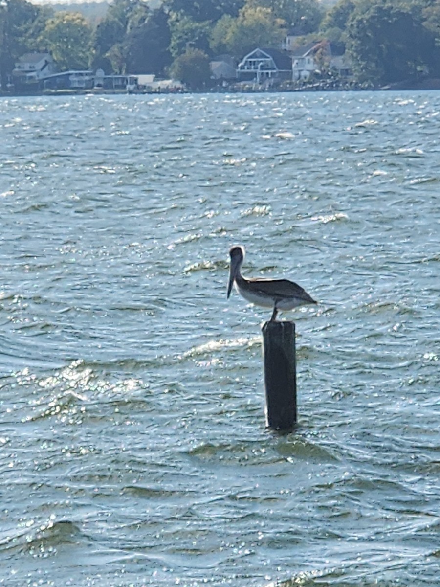Brown Pelican - ML643779150