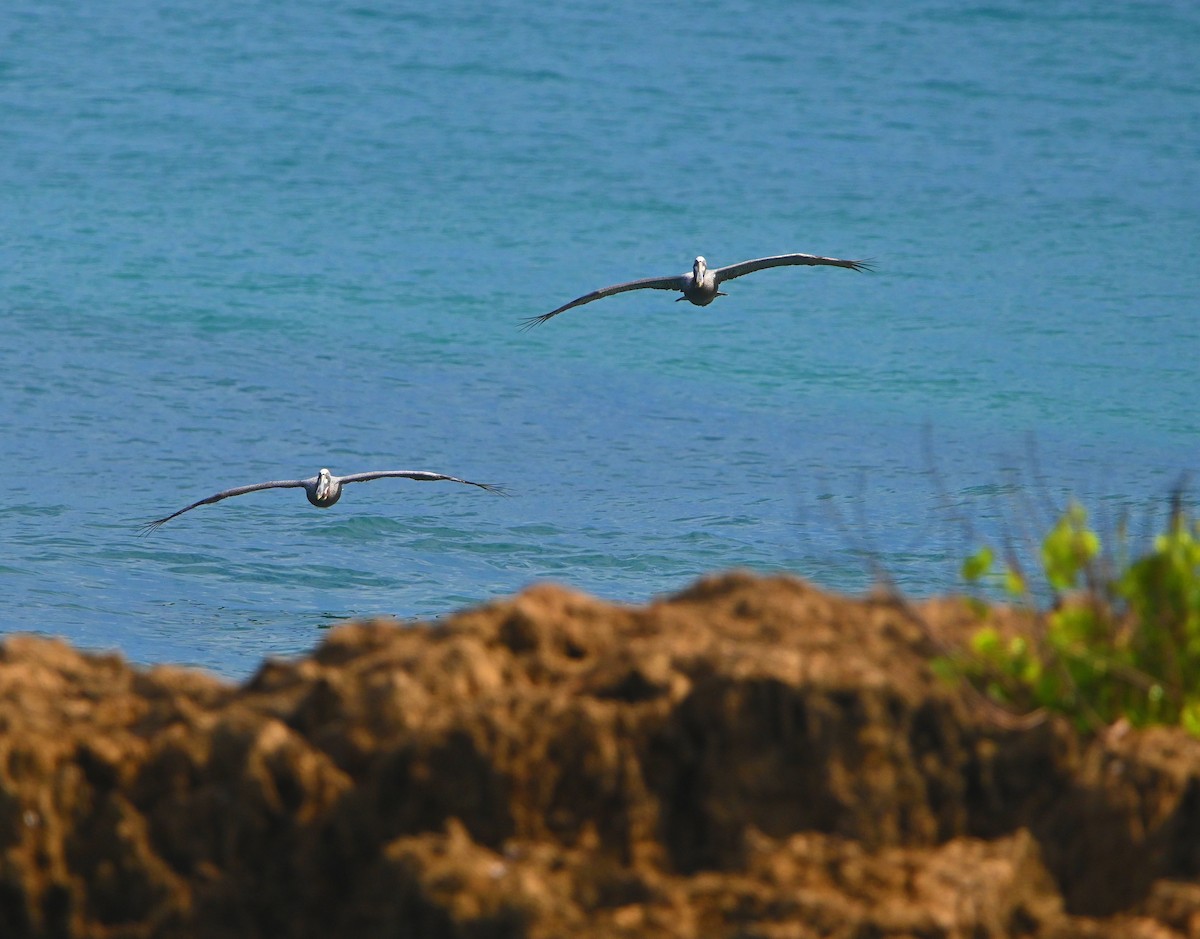 Brown Pelican - ML643779158