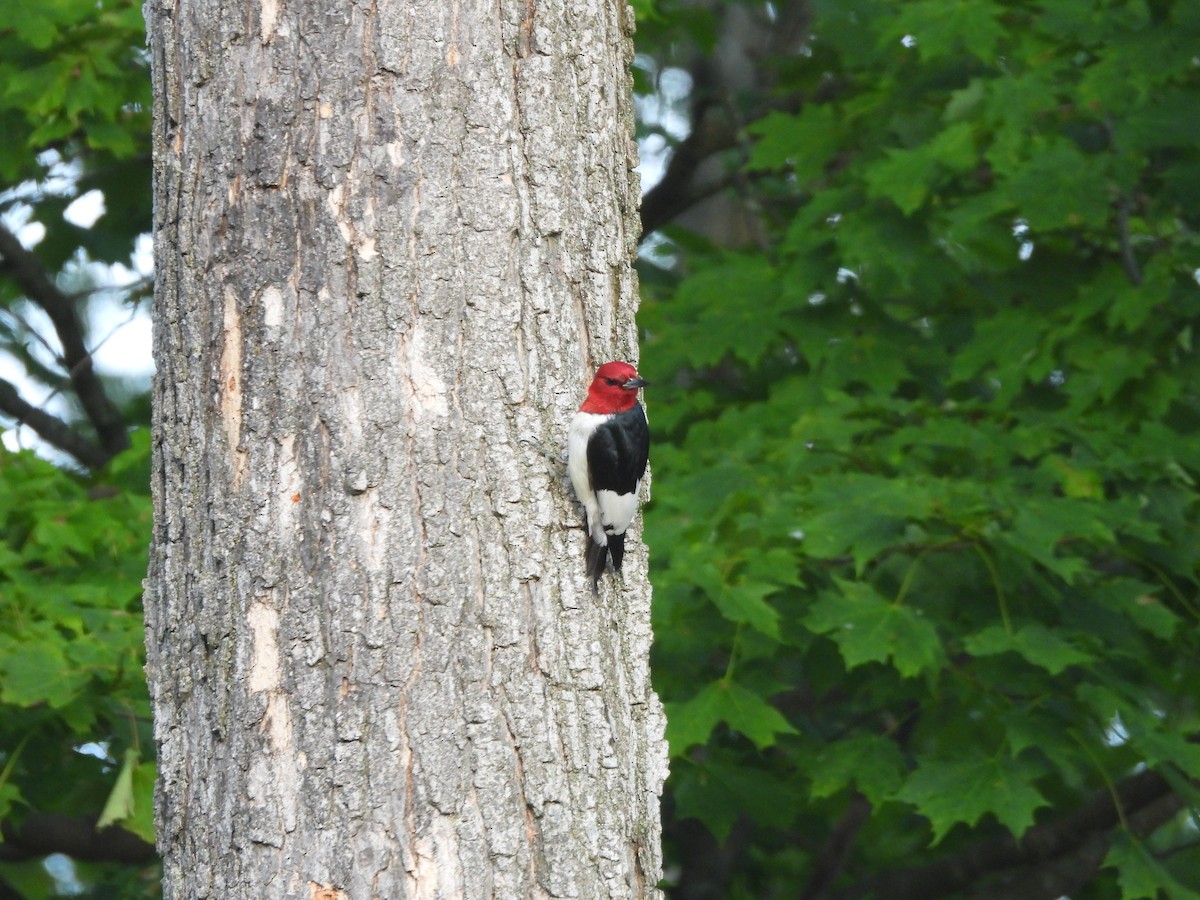 Red-headed Woodpecker - ML643779160