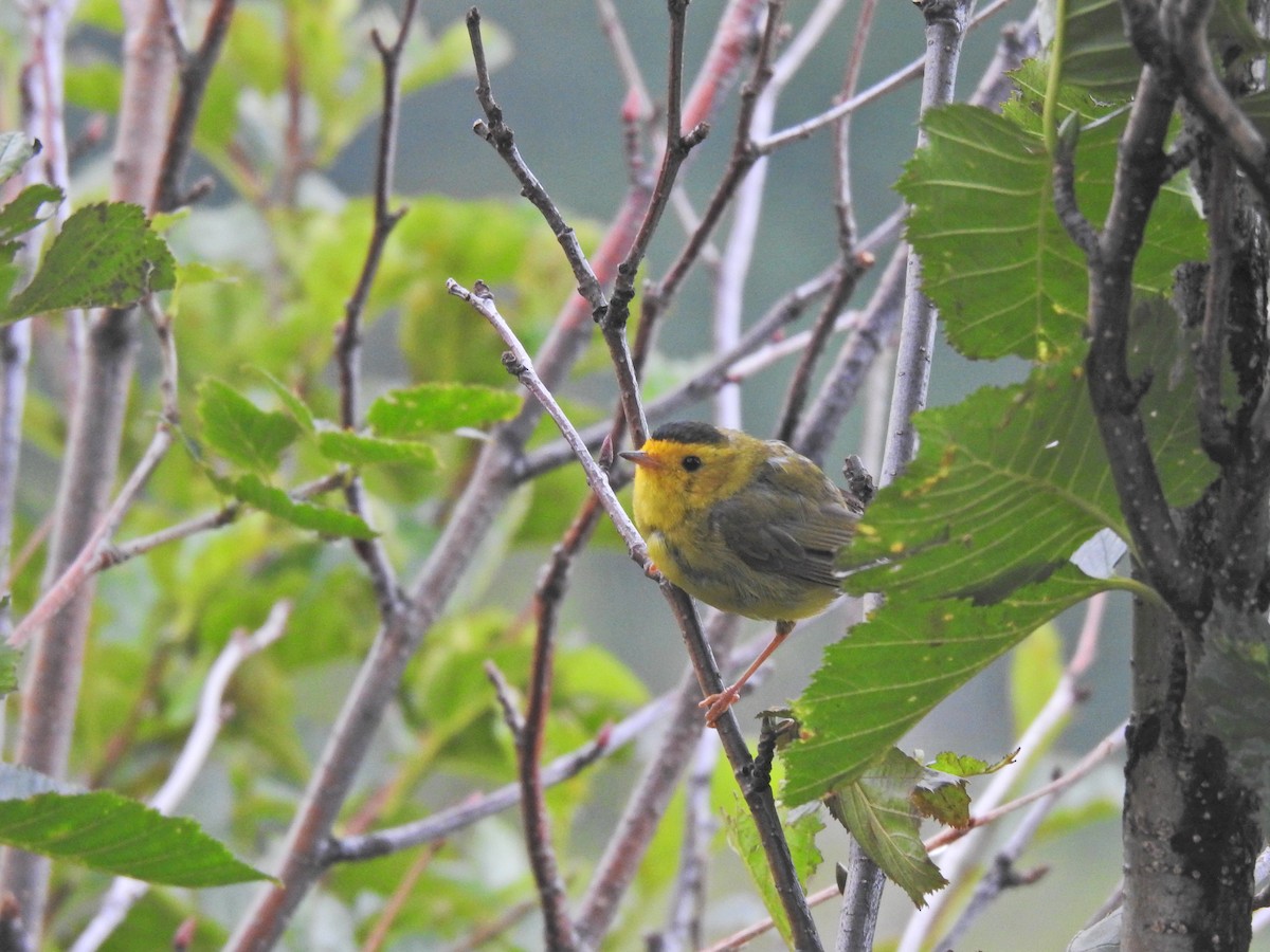 Wilson's Warbler - ML643779161
