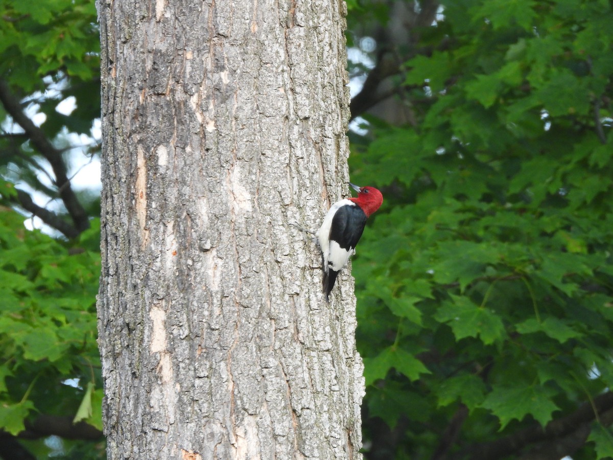Red-headed Woodpecker - ML643779164