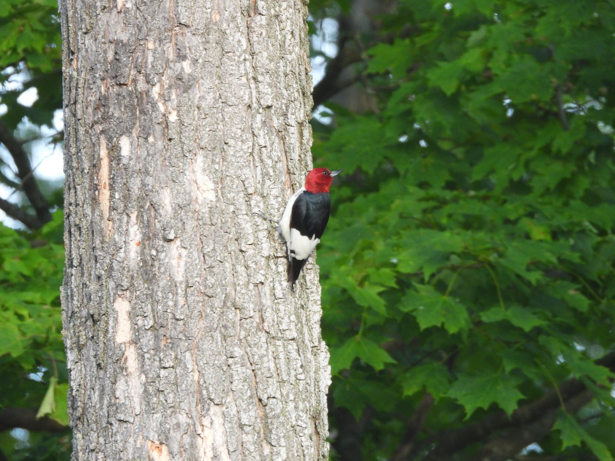 Red-headed Woodpecker - ML643779170
