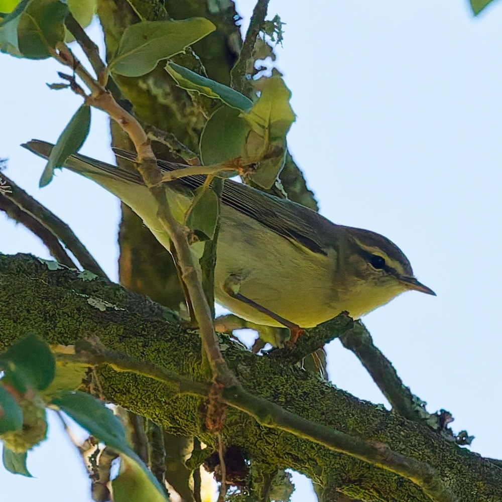 Willow Warbler - ML643779172