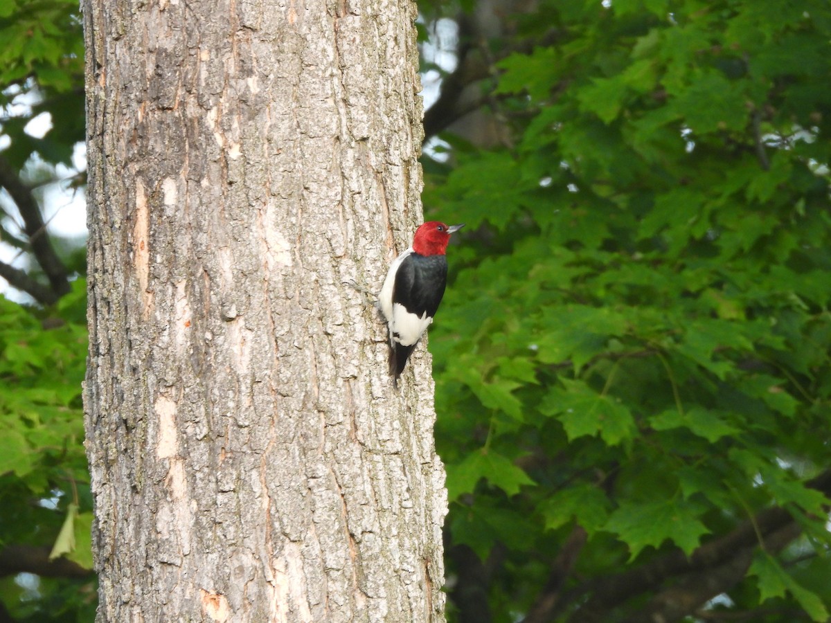 Red-headed Woodpecker - ML643779179