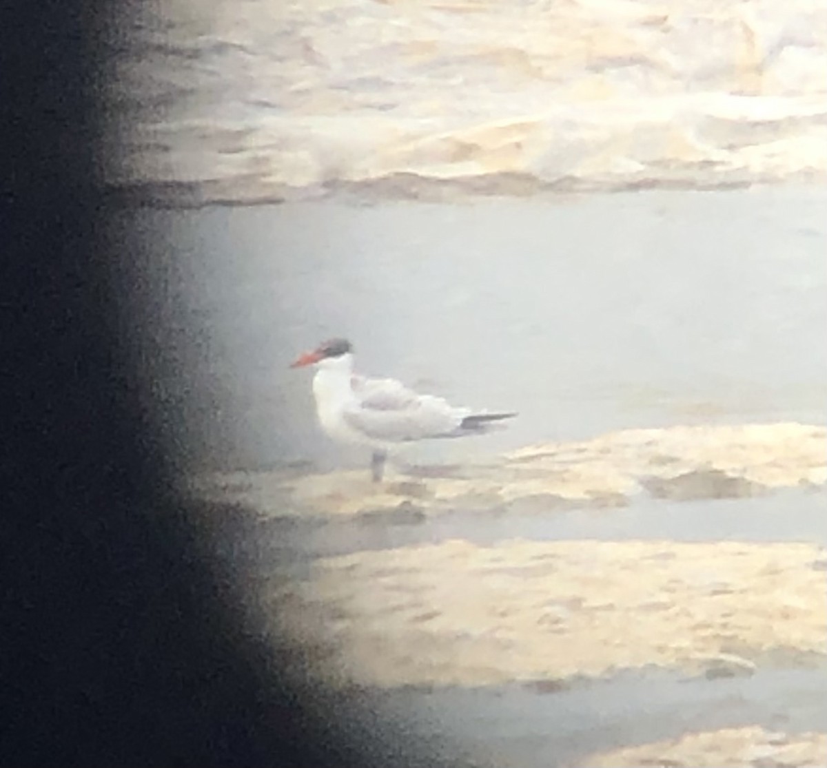 Caspian Tern - ML643779183