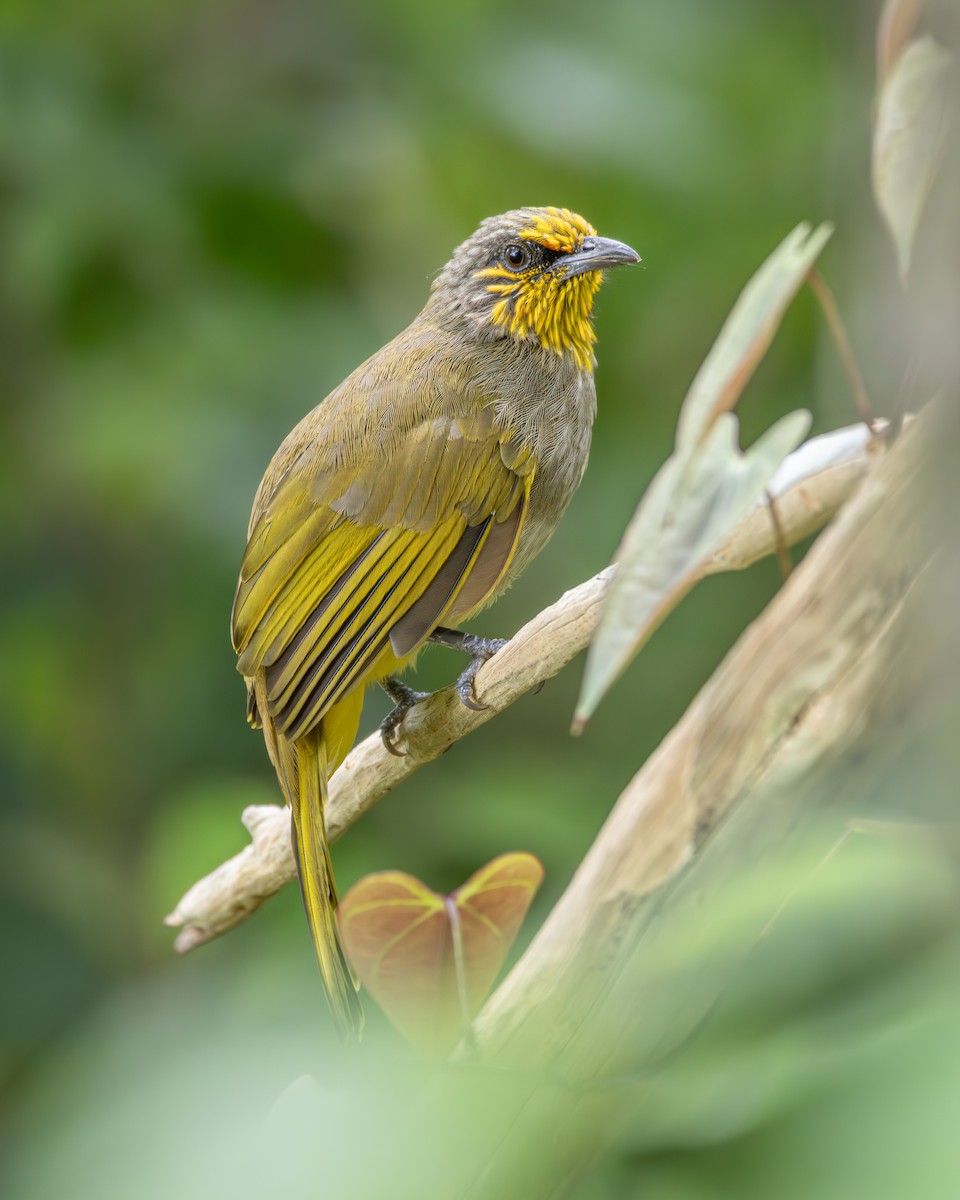 Stripe-throated Bulbul - ML643779189
