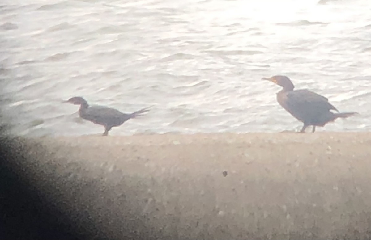 Neotropic Cormorant - ML643779194