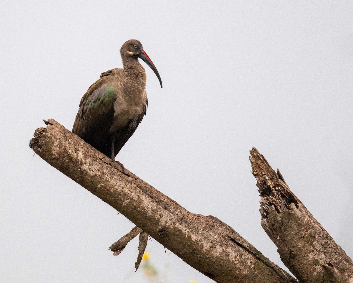 Hadada Ibis - ML643779199