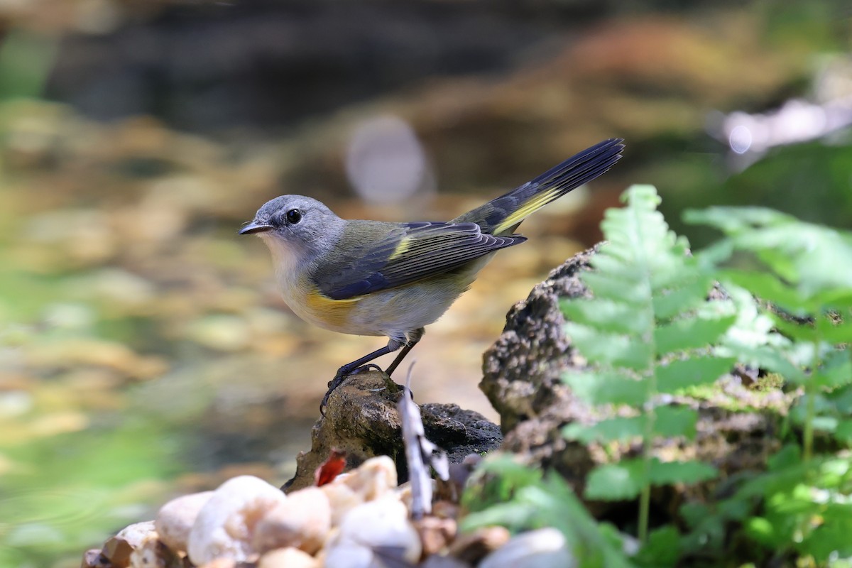 סבכון חכלילי - ML643779220