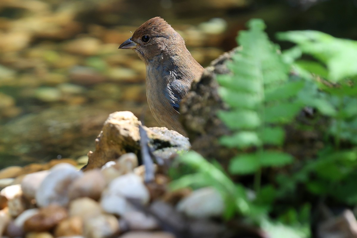 Indigo Bunting - ML643779221