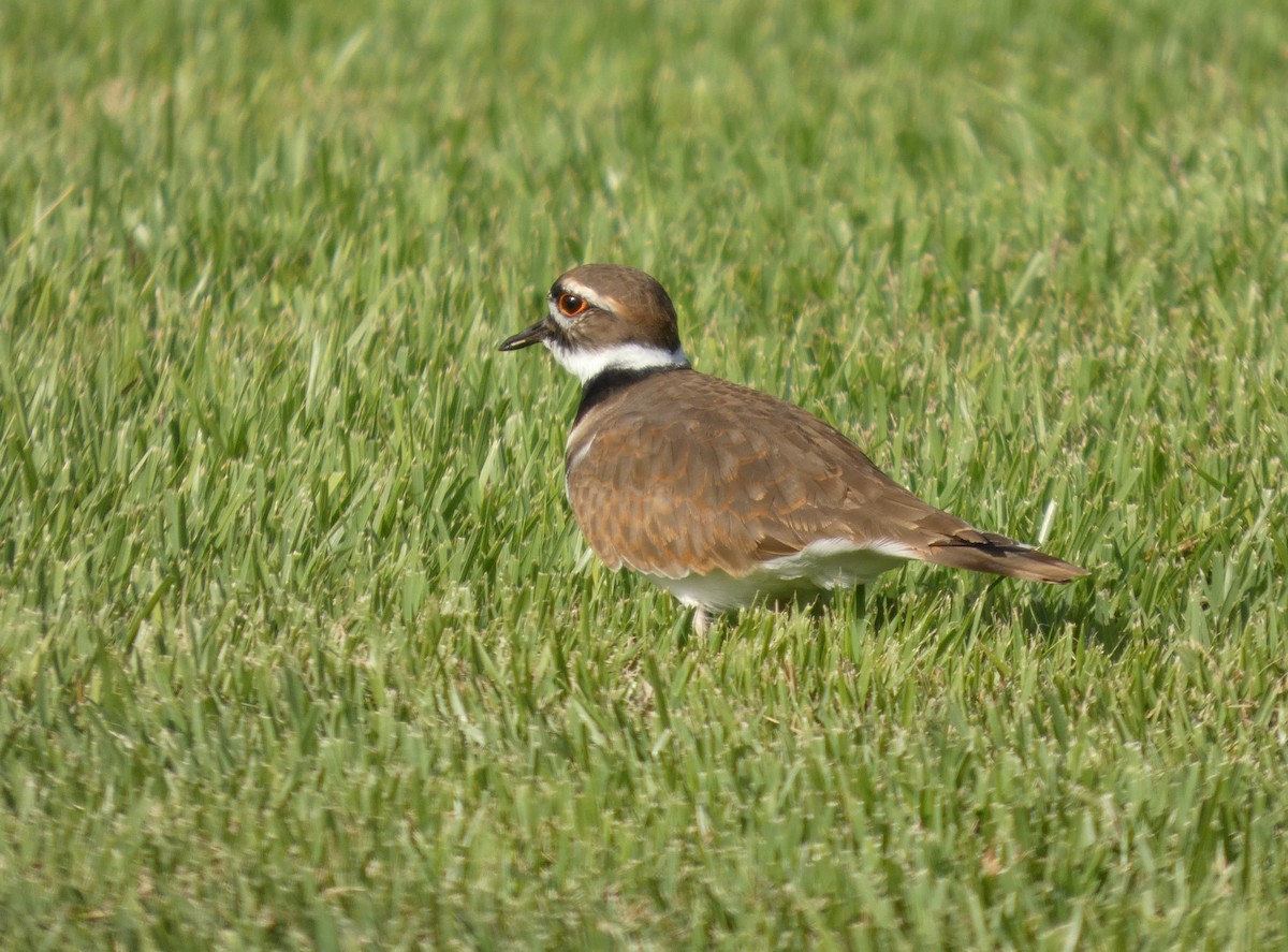 Killdeer - ML643779227