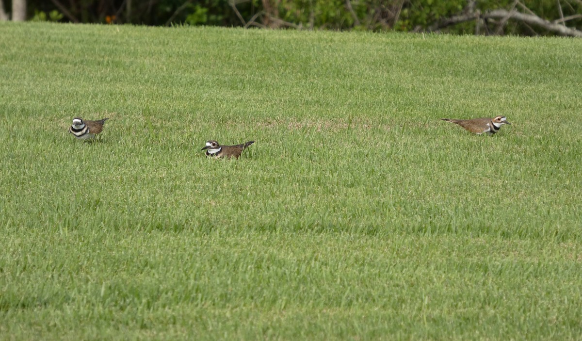 Killdeer - ML643779228