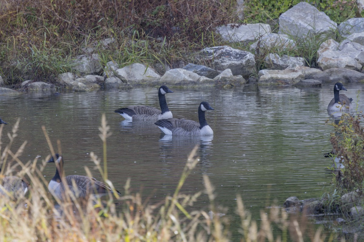 Canada Goose - ML643779245