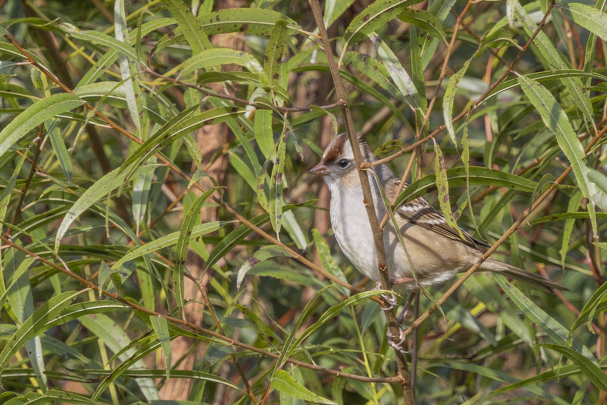 White-crowned Sparrow - ML643779249