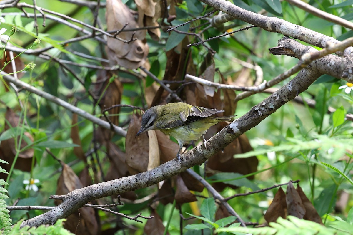 Red-eyed Vireo - ML643779254