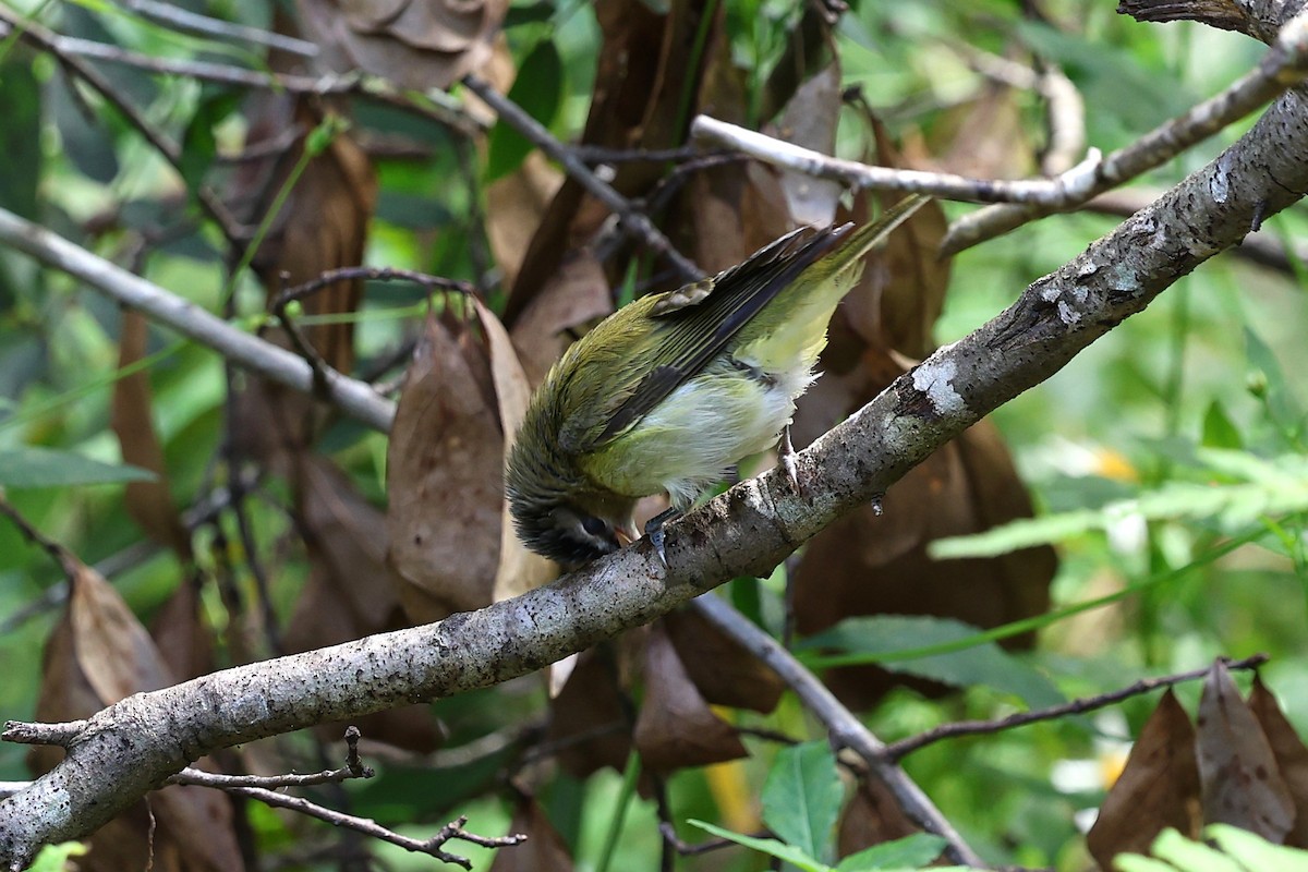 Red-eyed Vireo - ML643779256