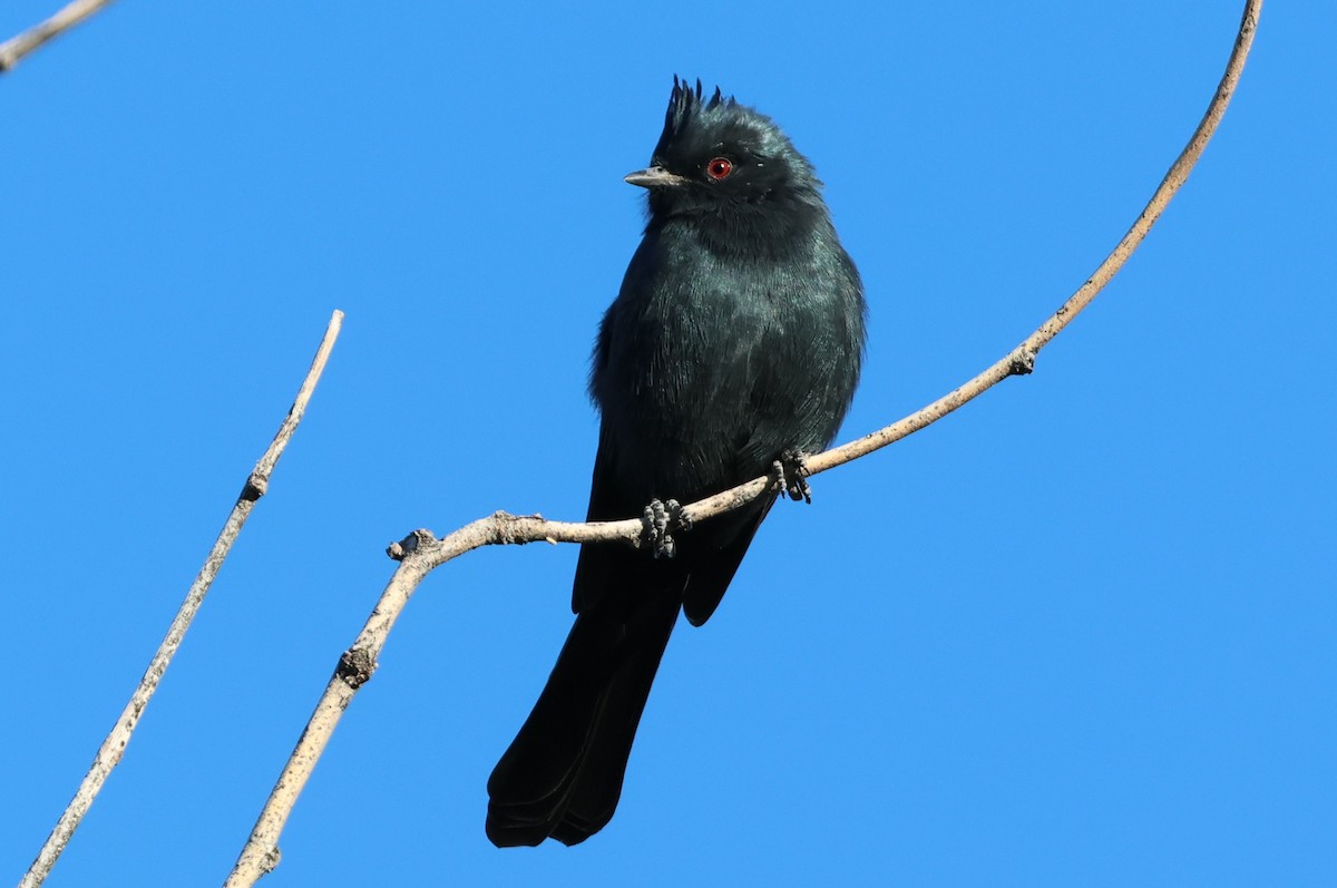 Phainopepla - ML643779263