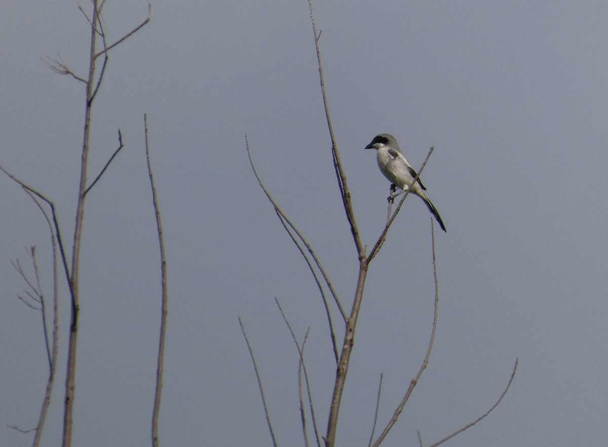 Loggerhead Shrike - ML643779266