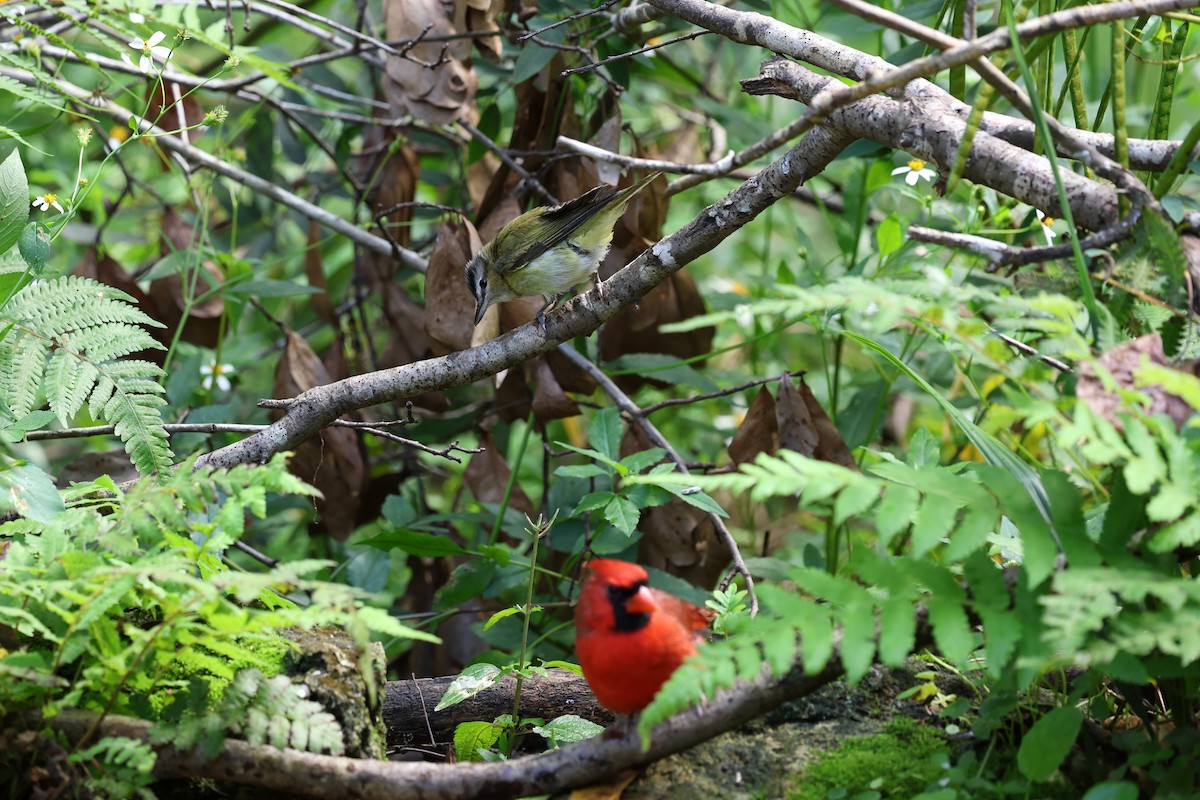 Red-eyed Vireo - ML643779267