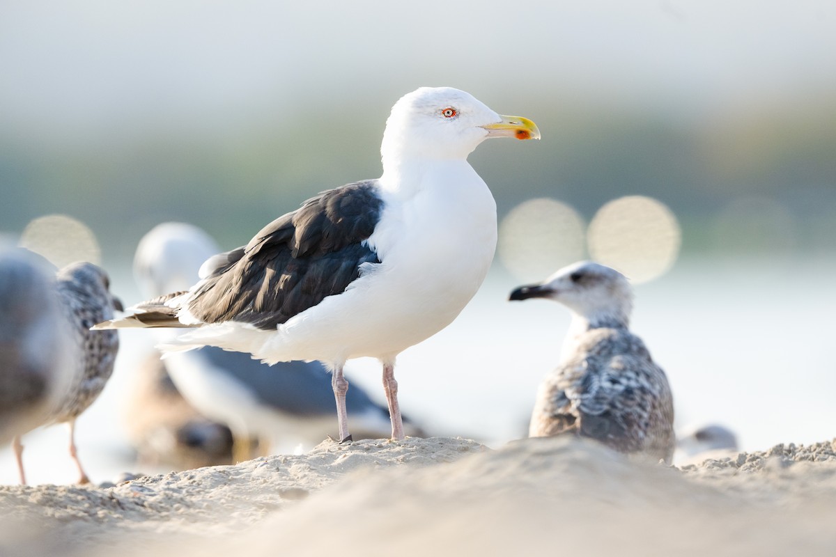 Great Black-backed Gull - ML643779272