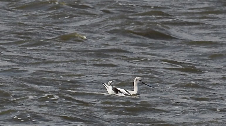 American Avocet - ML643779274