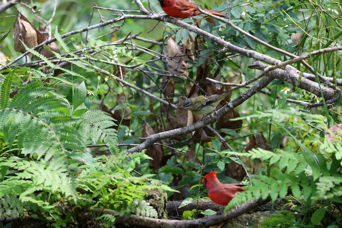 Red-eyed Vireo - ML643779279