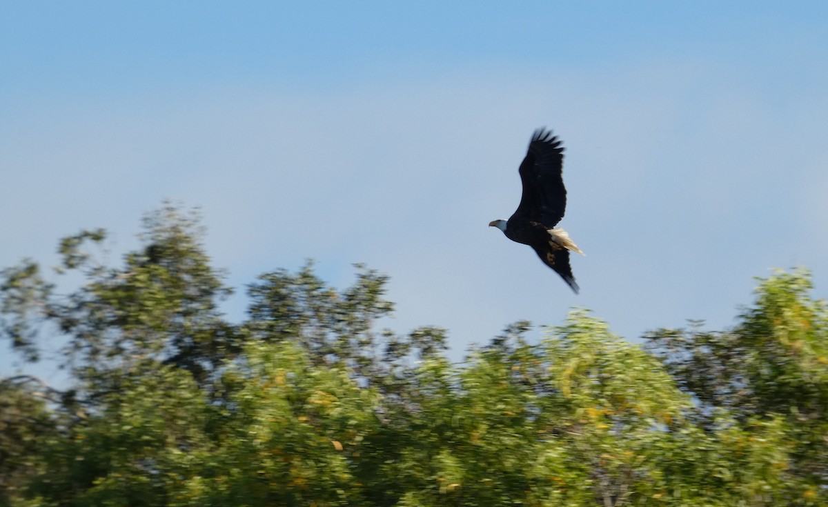 Bald Eagle - ML643779282