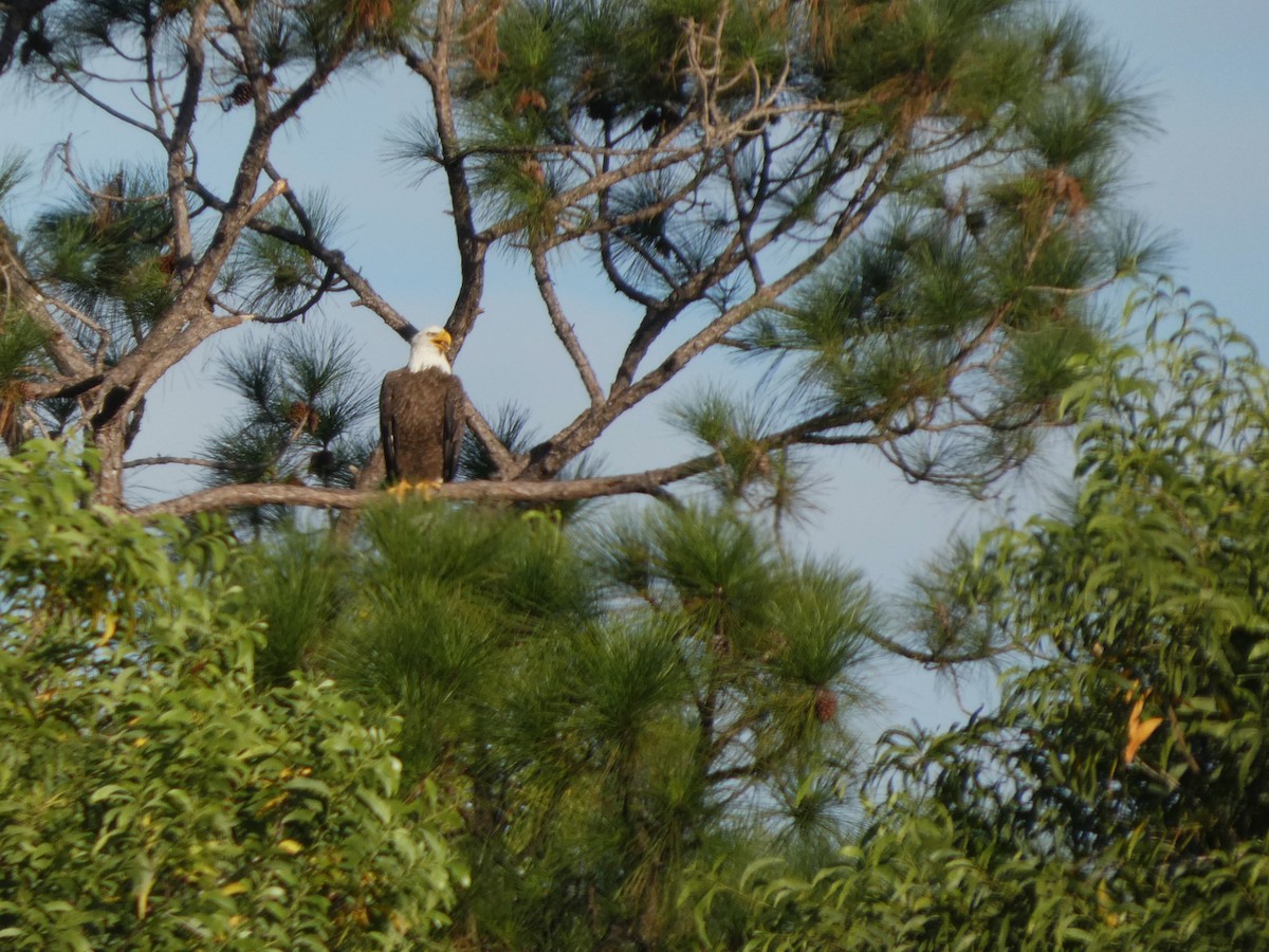 Bald Eagle - ML643779283