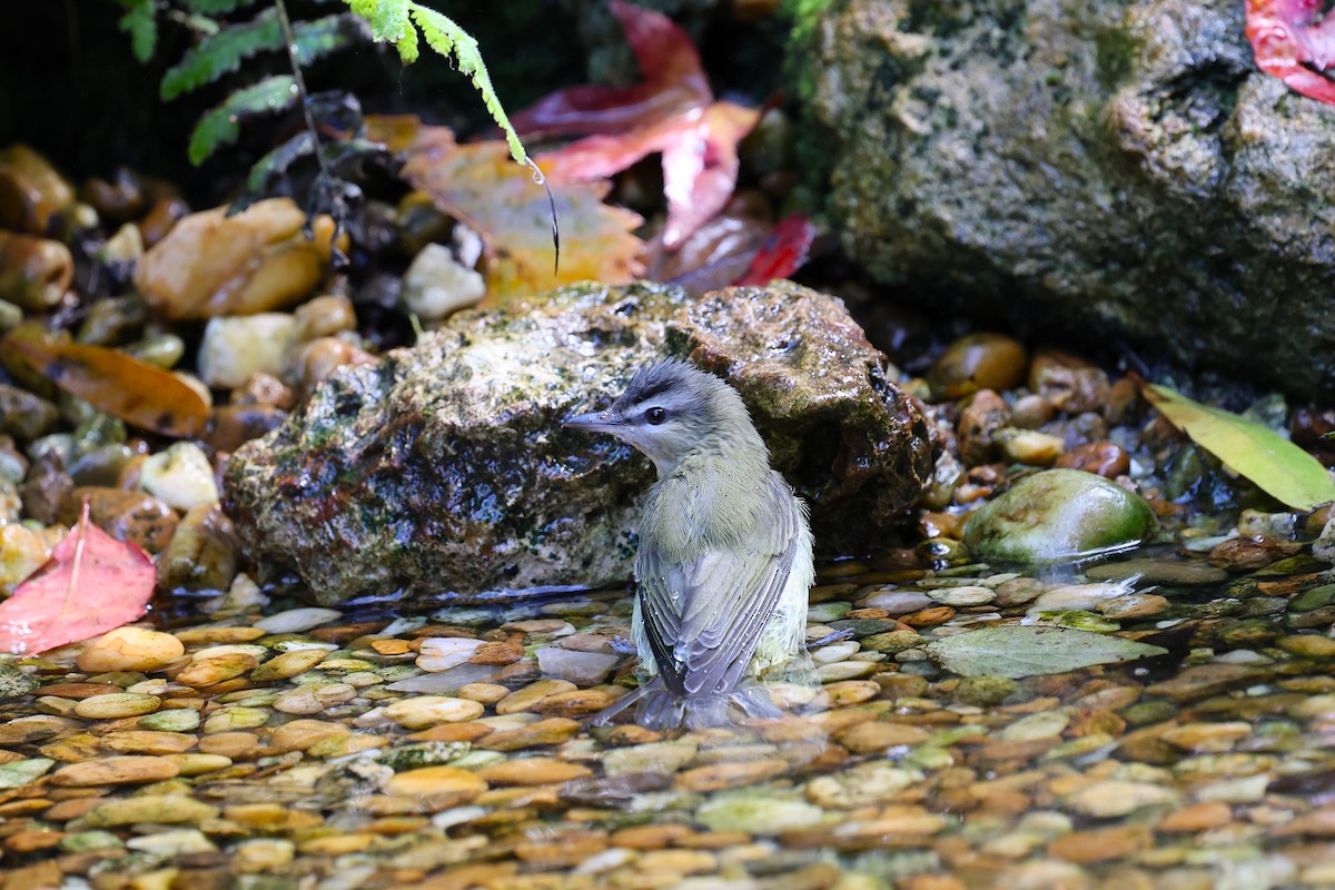 Red-eyed Vireo - ML643779287