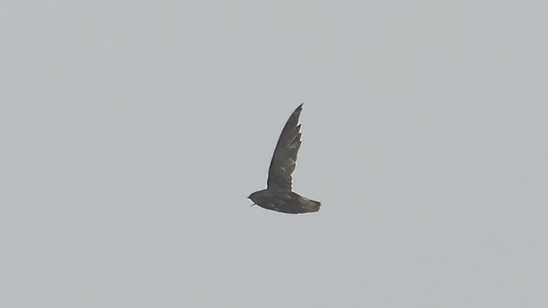 Short-tailed Swift - ML643779290