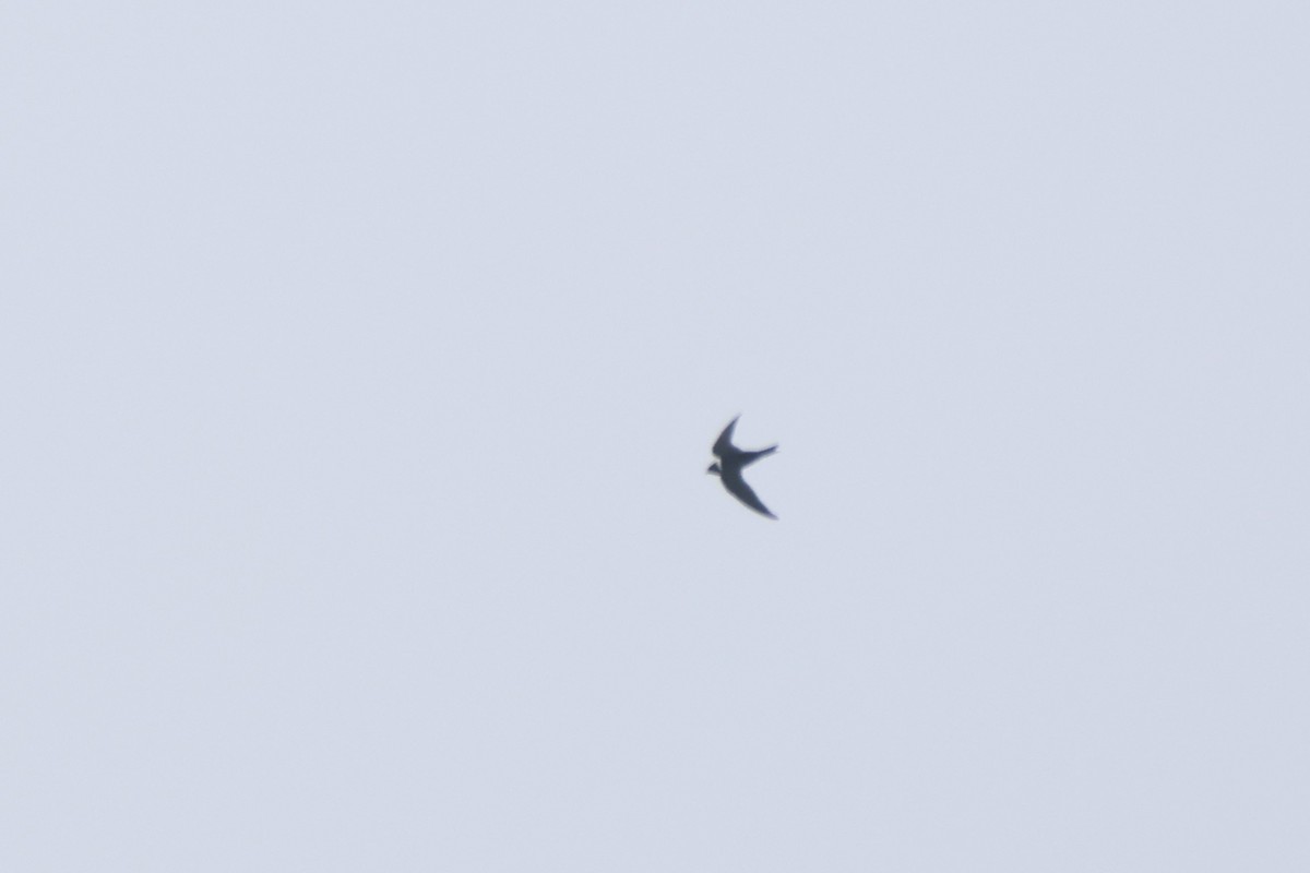 White-collared Swift - ML643779294