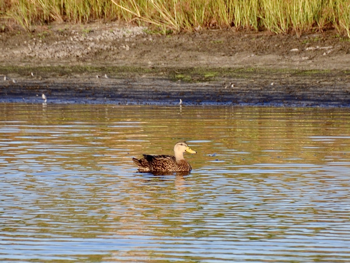 Canard brun (fulvigula) - ML643779306