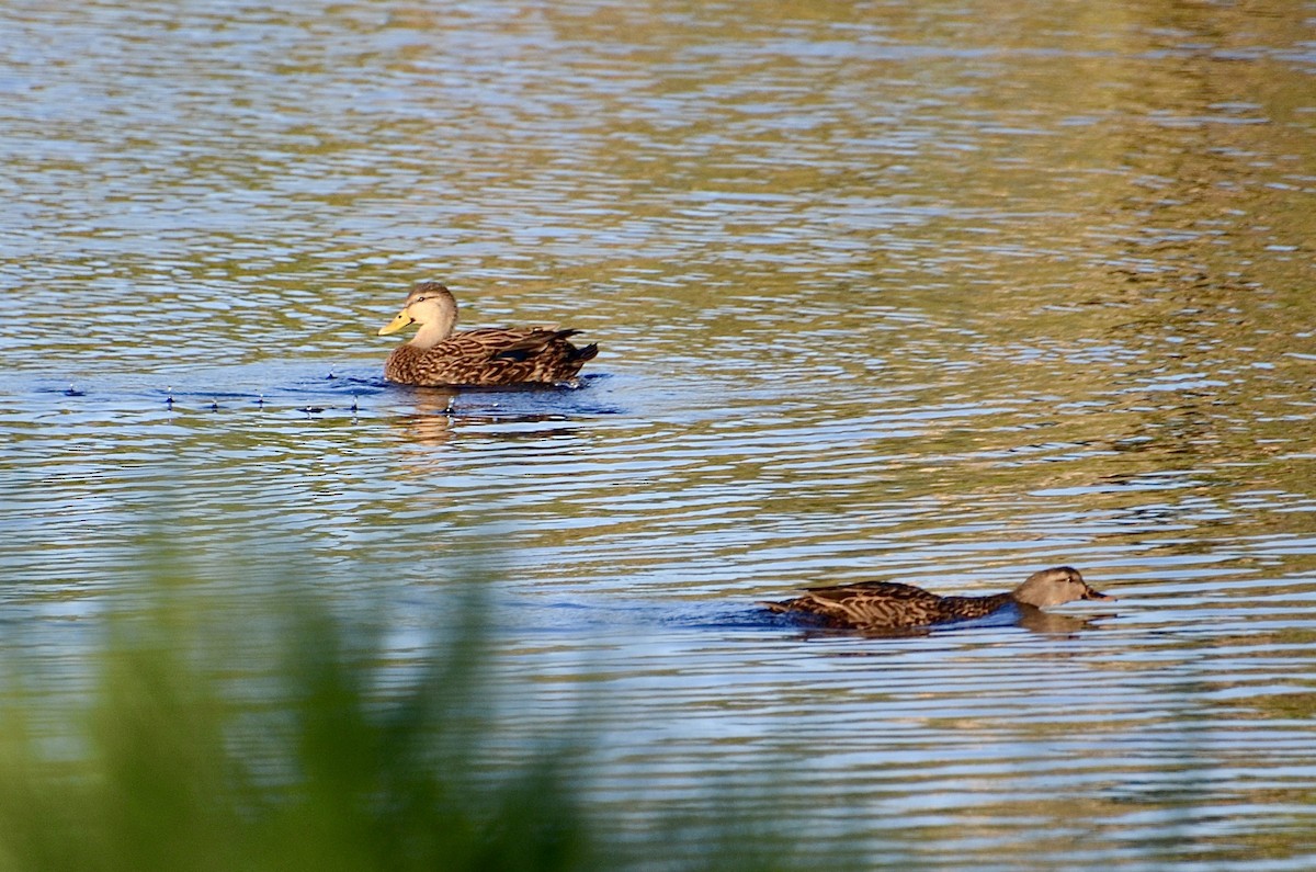 Canard brun (fulvigula) - ML643779308