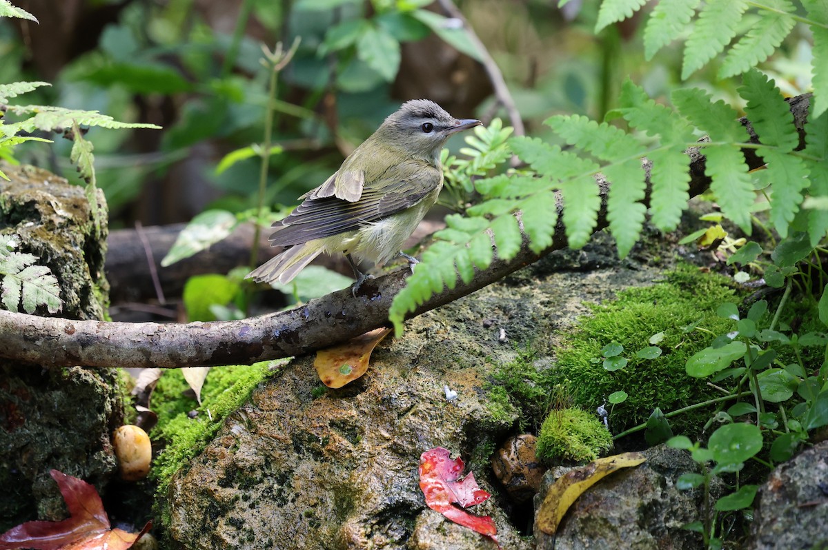Red-eyed Vireo - ML643779315