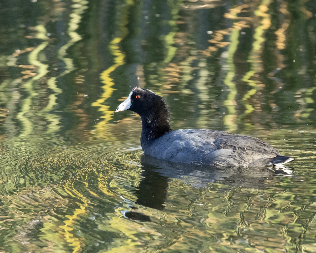 American Coot - ML643779328