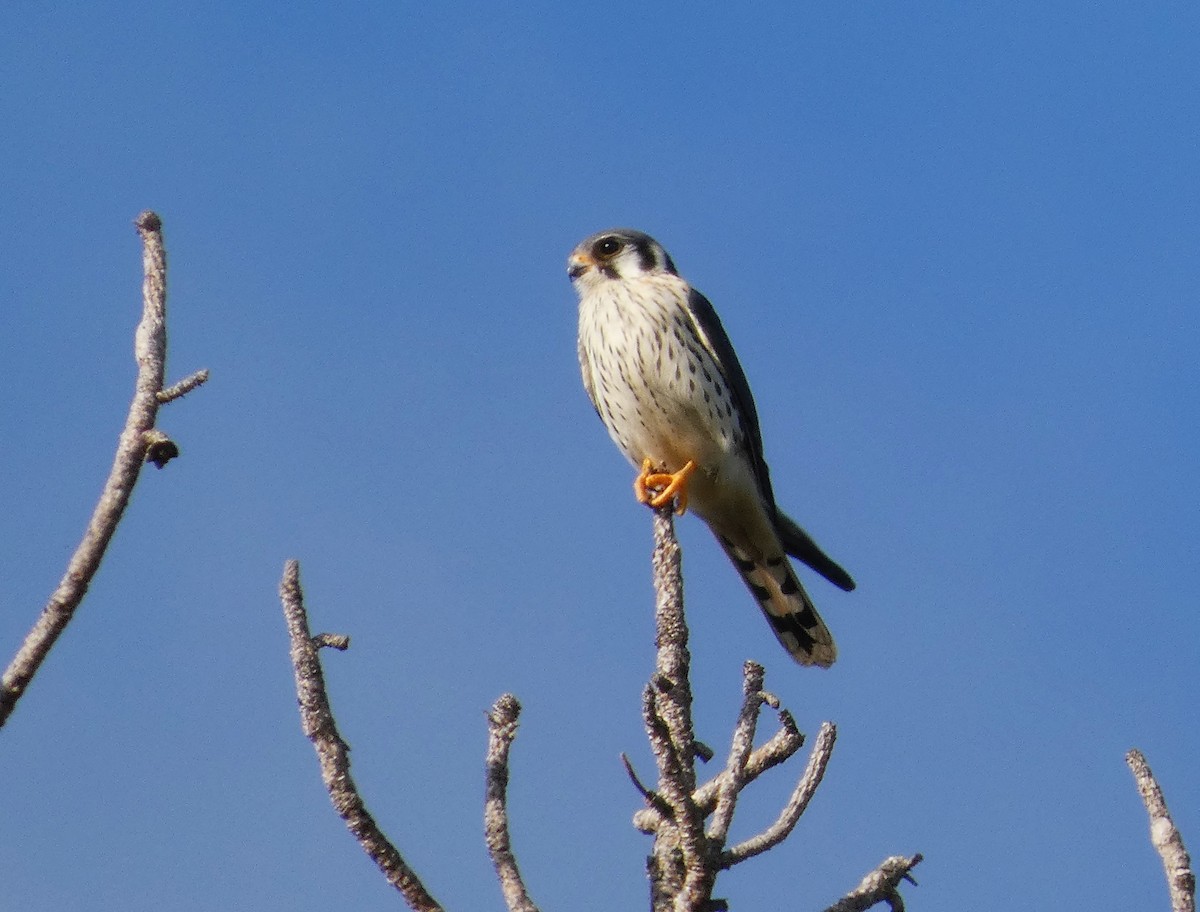 American Kestrel - ML643779329